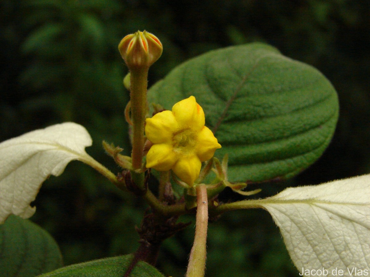 Mussaenda frondosa L.